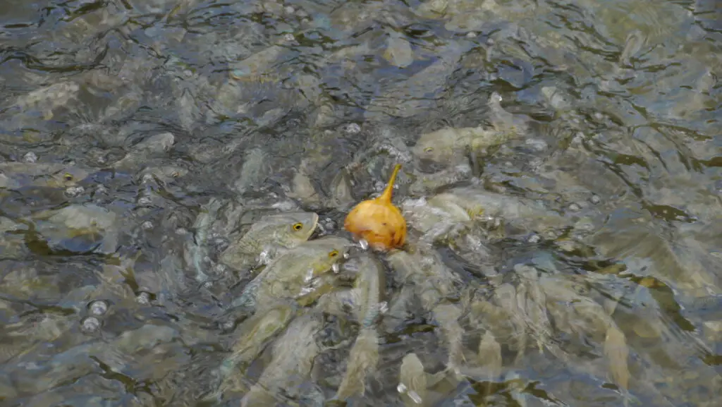 Fish in Darbat River, East Salalah Tour