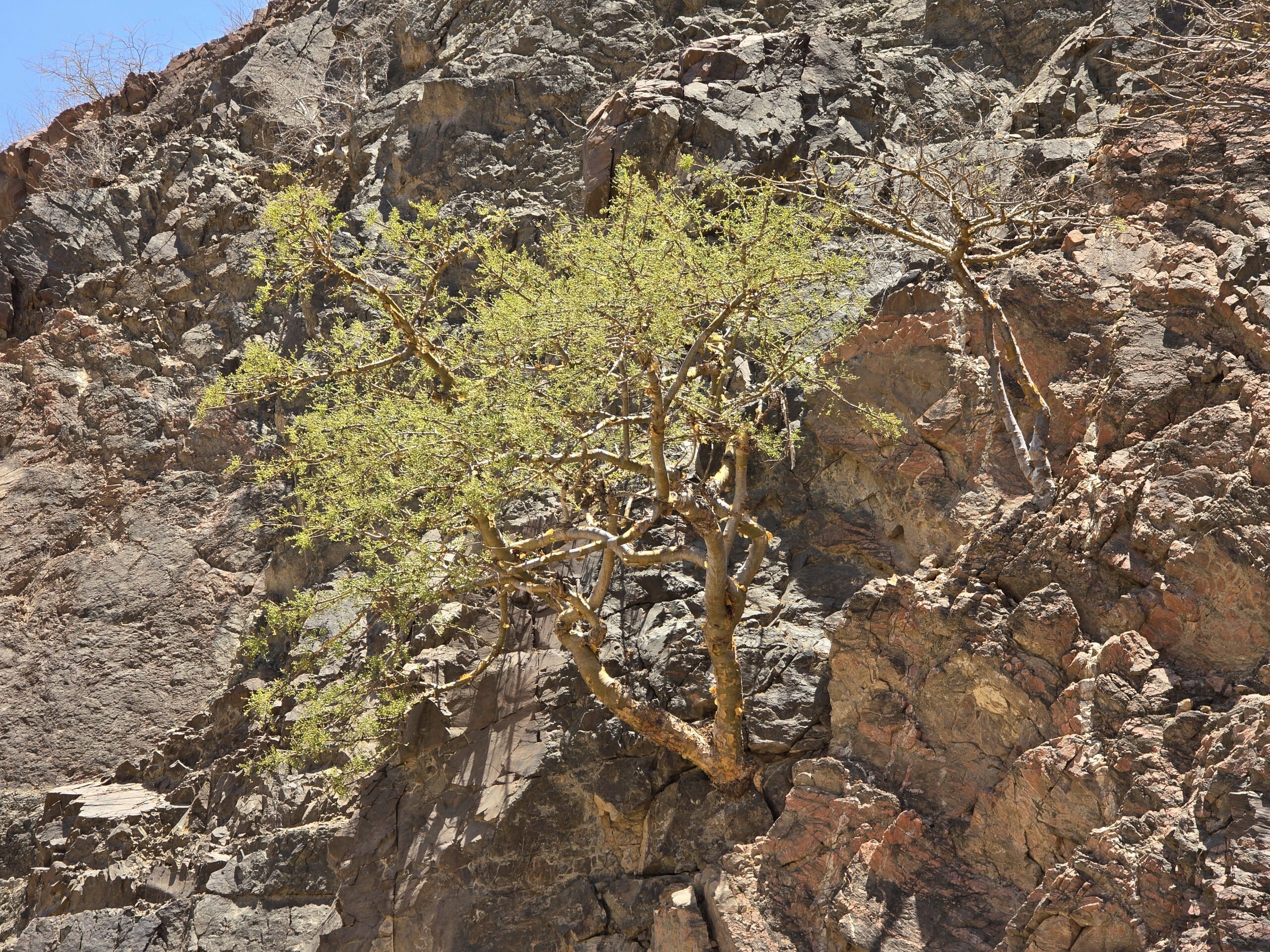 Kadidlovník u pramene Laga Shaylon