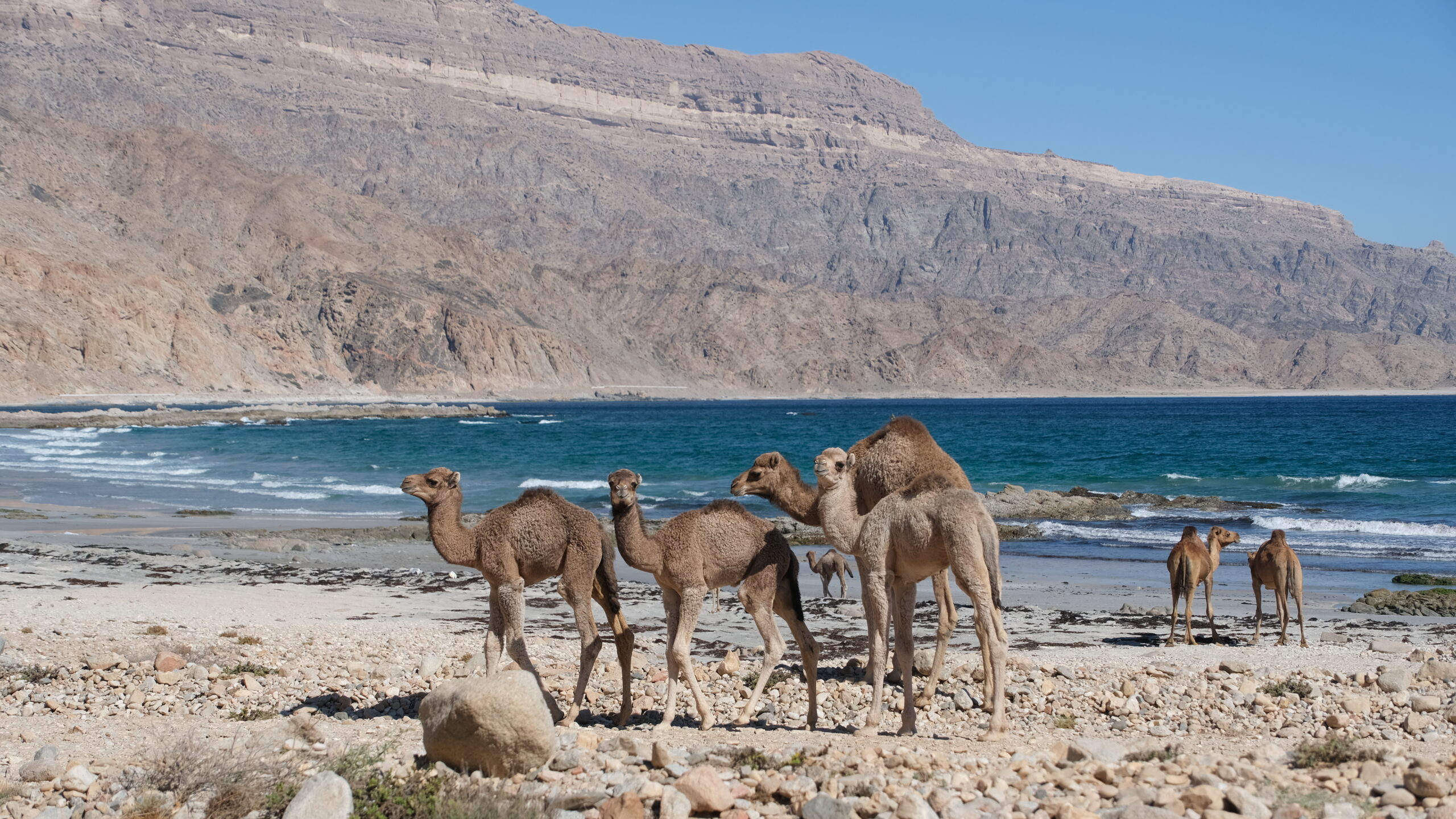 velbloudi v Dhofáru, mys Ras Nus